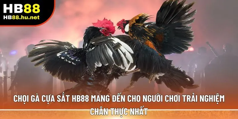 Chọi gà cựa sắt HB88 