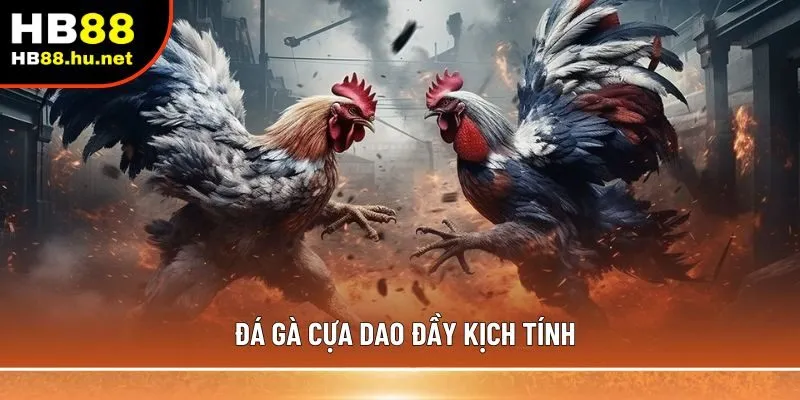 Đá gà cựa dao đầy kịch tính