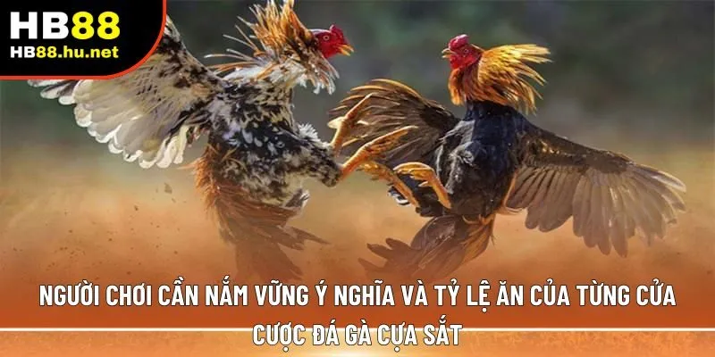  đá gà cựa sắt